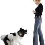 Step-by-step guide on effectively utilizing a dog care training collar for obedience training