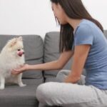 Are Dog Training Clickers Good Discover if dog training clickers are good for obedience training and behavior modification