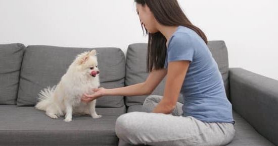 Step-by-step guide on training your dog to stop peeing inside - effective methods included