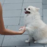 Step-by-step guide on how to train a dog not to attack other animals, ensuring peaceful interactions