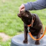 How Many Hours Per Day Should You Train Your Dog: Expert Tips and Advice