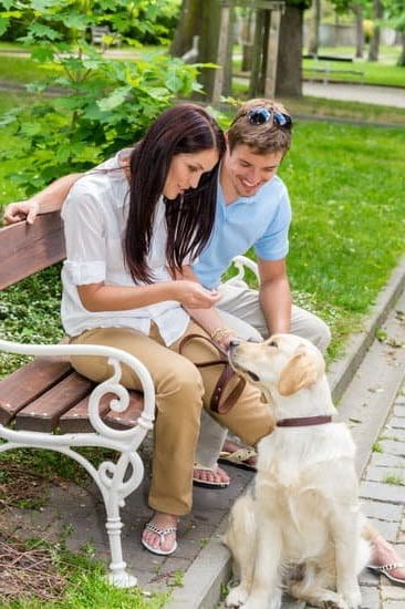 Can You Train a Dog to Live With Cats 1 Effective Strategies: Training a Dog to Coexist Peacefully with Cats