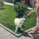 How to Train My Dog to Like Water Step-by-step guide on HOW TO TRAIN MY DOG TO LIKE WATER using positive reinforcement techniques