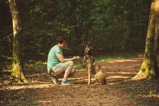 Suggest features keywords: 'step-by-step guide on how to train a dog without a leash'