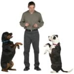 When Can You Start Potty Training a Dog When can you start potty training a dog? Helpful tips and guidance for effective training!