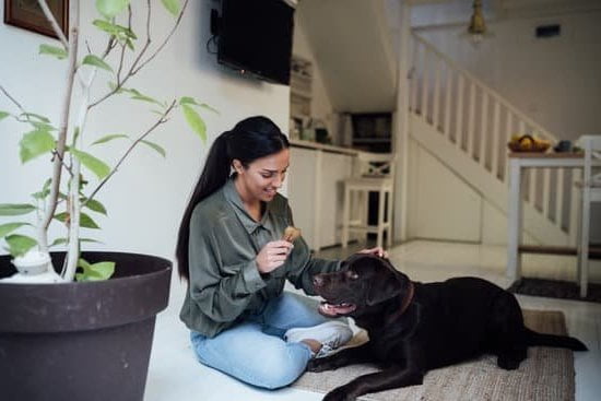 Image of drug-sniffing dog patrolling a train station for enhanced security measures