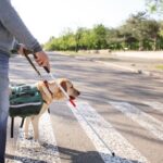 How to Train a Dog to Mountain Bike Step-by-step guide on how to train your dog to mountain bike alongside you