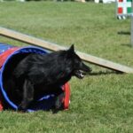 How Do You House Train a 4 Year Old Dog Simplified steps to house train a 4-year-old dog quickly and effectively
