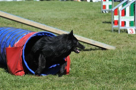 How Do You House Train a 4 Year Old Dog 1 Simplified steps to house train a 4-year-old dog quickly and effectively