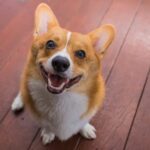 How to house train a dog puppy: step-by-step guide with effective techniques