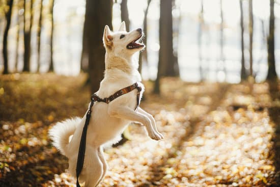 Step-by-step guide on teaching your dog to heel - How to Train Your Dog Heel