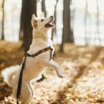 What Is a Long Lead FPR Dog Training An illustration depicting a long lead for dog training with a detailed explanation