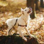 How to Train a Dog to Stay Between Your Legs Step-by-step guide on how to train a dog to stay close between your legs