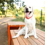 How to Potty Train a Dog if You Work Simplified step-by-step guide on how to potty train a dog if you work full-time