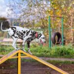 How to Train Dogs to Use Potty Bell Step-by-step guide on How to Train Dogs to Use Potty Bell effectively