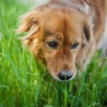 How to Use a Whistle With Dog Training Step-by-step guide on how to effectively use a whistle for training your dog