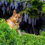 Suggested alt text: Learn effective techniques for training your indoor dog to comfortably transition and stay outside