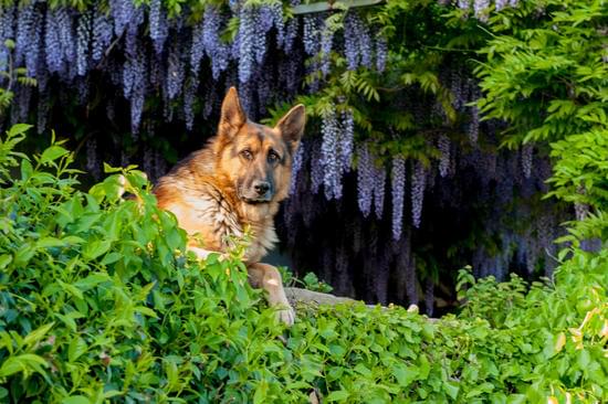 Suggested alt text: Learn effective techniques for training your indoor dog to comfortably transition and stay outside