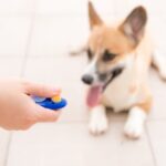 Step-by-step guide on how to train a low energy dog for improved behavior and vitality