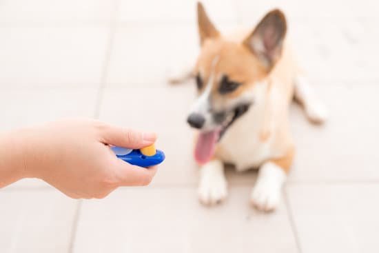 Step-by-step guide on how to train a low energy dog for improved behavior and vitality