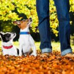 Is Crate Training Cruel to Dogs Exploring the debate: Is crate training cruel to dogs? Unveiling the facts and myths