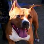 What Degree Is Required to Be a Dog Trainer A recommended degree to become a dog trainer is often a Bachelor's degree