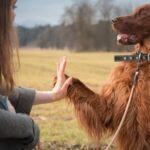 How to Train Your Dog to Heel in Sims 4 How to Train Your Sim's Dog to Heel in The Sims 4: A Complete Guide
