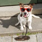 Step-by-step guide on how to teach your dog to avoid sleeping in your bed