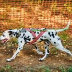 How to Train a Large Dog Not to Jump Up Step-by-step guide on how to train a large dog not to jump up easily