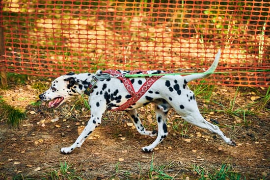 How to Train a Large Dog Not to Jump Up 1 Step-by-step guide on how to train a large dog not to jump up easily