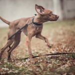 What Are the Best Dog Slip Leads for Training Image: A variety of dog slip leads for training, including nylon and leather options