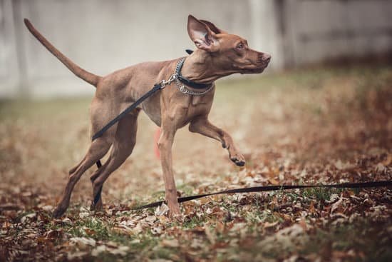 What Are the Best Dog Slip Leads for Training 1 Image: A variety of dog slip leads for training, including nylon and leather options