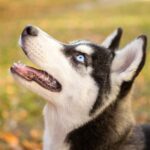 How to Train a Dog to Not Play Rough Step-by-step guide on how to train a dog to not play rough easily