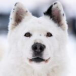 When do dogs really get potty training - Discover when dogs achieve effective potty training in this essential guide