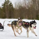 Can You Buy a Pre Trained Dog Suggested alt text: 'Explore if buying a pre-trained dog is possible and beneficial.'