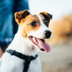 What Causes a Dog to Forget Potty Trained Suggestions to prevent regression: Understanding the reasons behind why a dog forgets potty trained