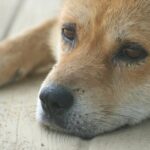 Why does my dog howl at trains? Understand the reasons behind this behavior