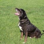 Step-by-step guide on how to train a dog that tears everything, ensuring a well-behaved pet