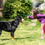 How to Train a Dog to Run Without a Leash Alt text suggestion: Step-by-step guide on how to train a dog to run without a leash