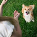 How to Train a Dog to Attack Cats Step-by-step guide on training a dog to safely interact with cats and prevent aggression
