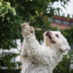 How to Train Your Dog From Jumping Up Step-by-step guide on how to train your dog from jumping up behavior