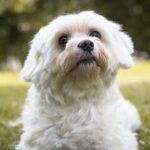 Simplified guide on how to train your dog to use the toilet effectively