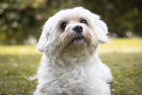 Simplified guide on how to train your dog to use the toilet effectively