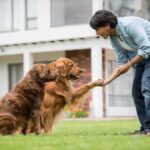 Step-by-step guide on how to train your dog to sit and stay - effective techniques