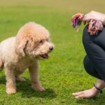 How to Train a Dog Not to Chew on Shoes Step-by-step guide on training your dog to stop chewing shoes and develop appropriate behavior