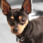 Step-by-step guide on how to become a search and rescue dog trainer – valuable insights included!