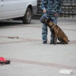 How to Train a Herding Dog as a Pet Step-by-step guide on how to train a herding dog as a pet