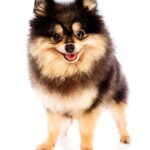 How to Train Dog Not to Pull Leash Instructional image of a dog being taught to walk on a loose leash without pulling