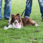 Step-by-step guide on how to train a dog for competition, maximizing performance