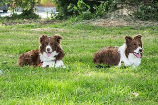 How to Become a Certified Dog Trainer in Ny 1 Step-by-step guide on how to become a certified dog trainer in New York